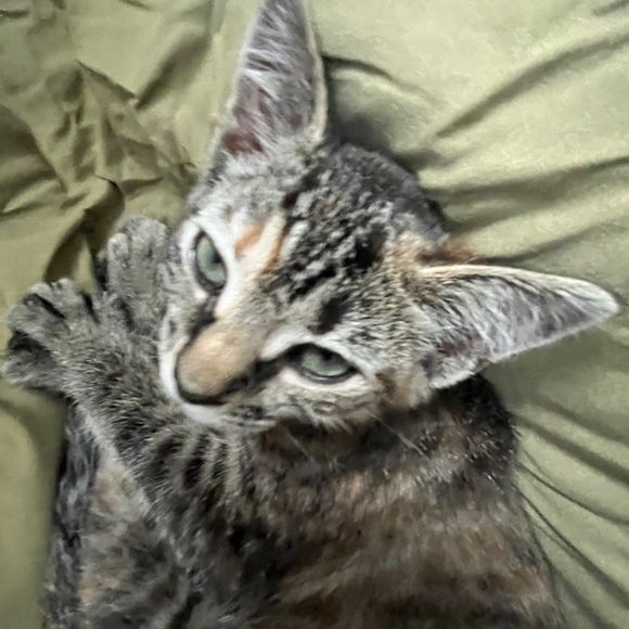 Meet your Posher, Cleo - Picture 1 of 1